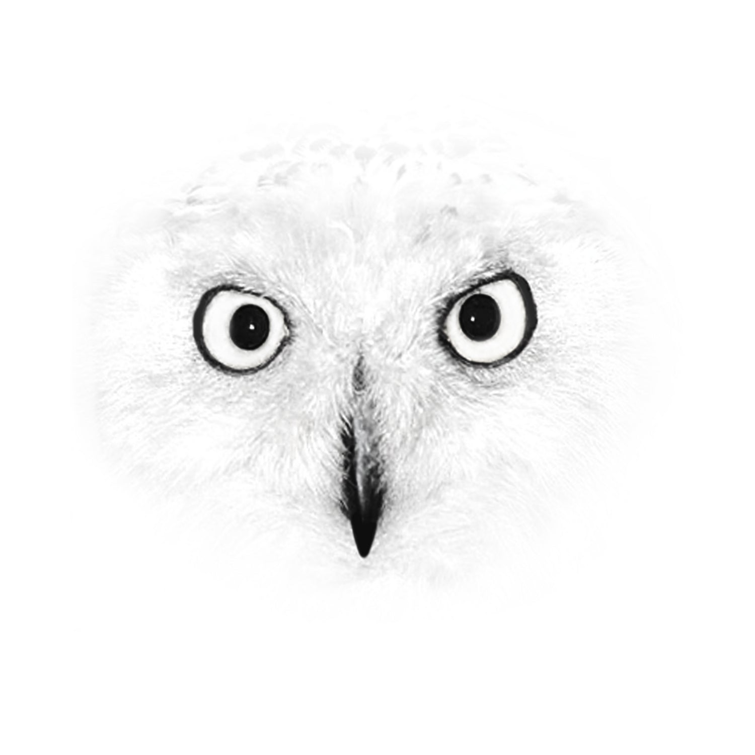 The Owl by Monica Cipriano on GIANT ART - white photo illustration