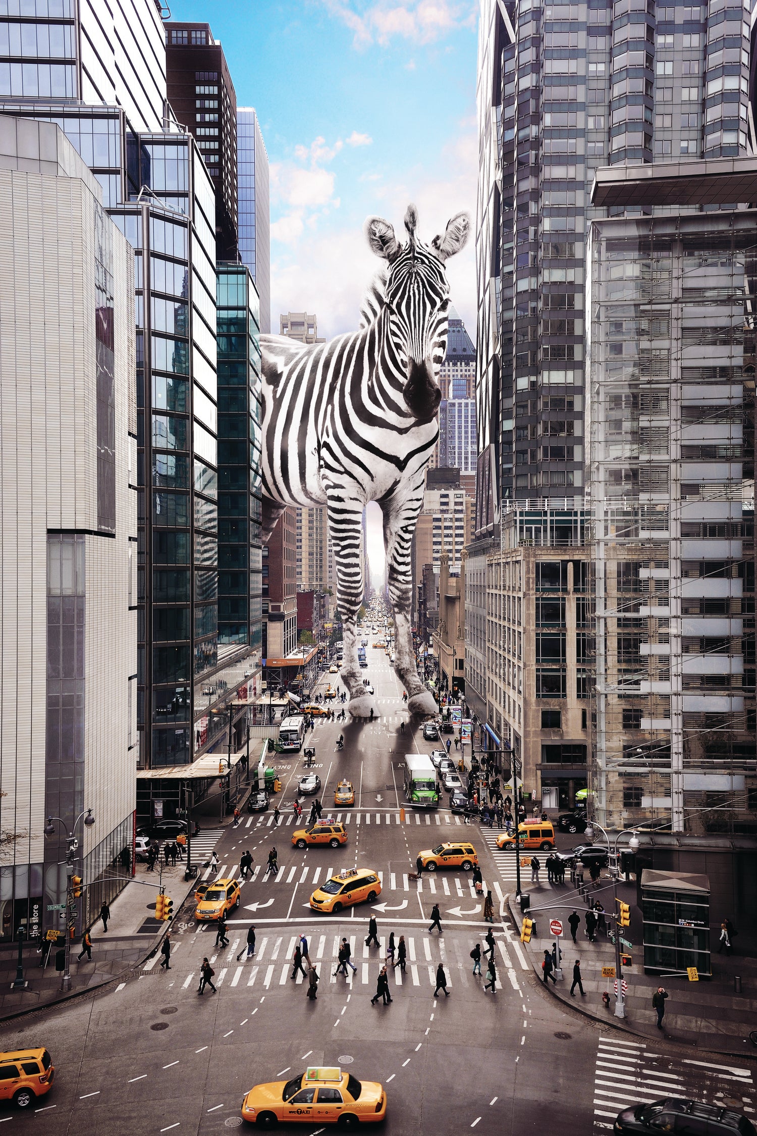 Zebra rules by Igor Demchenko on GIANT ART - gray photo manipulation