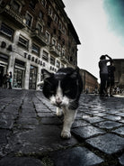 Street Cat by Nicklas Gustafsson on GIANT ART - black mixed media