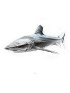 Shark I by Marcou Alexis on GIANT ART - gray digital drawing