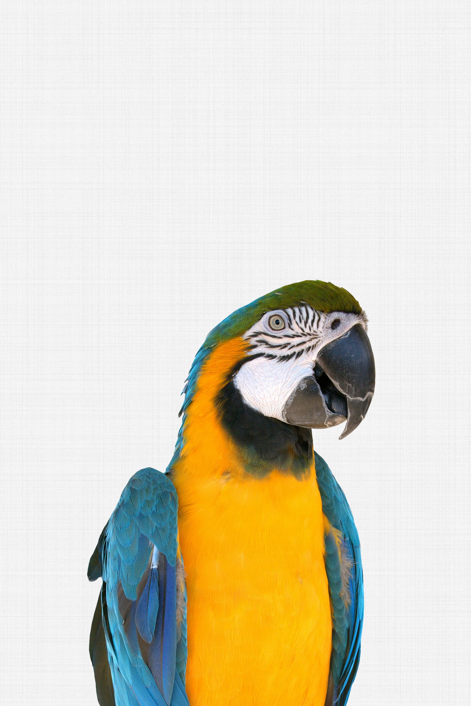 Macaw Parrot by Justinas Jokubauskas on GIANT ART - yellow photo manipulation