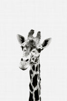 Giraffe Portrait by Justinas Jokubauskas on GIANT ART - black photo manipulation