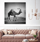 Camel Back by Sarah DeRemer on GIANT ART - gray photo manipulation