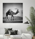 Camel Back by Sarah DeRemer on GIANT ART - gray photo manipulation