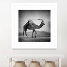 Camel Back by Sarah DeRemer on GIANT ART - gray photo manipulation