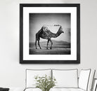 Camel Back by Sarah DeRemer on GIANT ART - gray photo manipulation