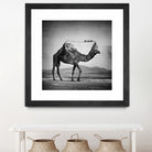 Camel Back by Sarah DeRemer on GIANT ART - gray photo manipulation