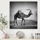 Camel Back by Sarah DeRemer on GIANT ART - gray photo manipulation