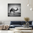 Camel Back by Sarah DeRemer on GIANT ART - gray photo manipulation