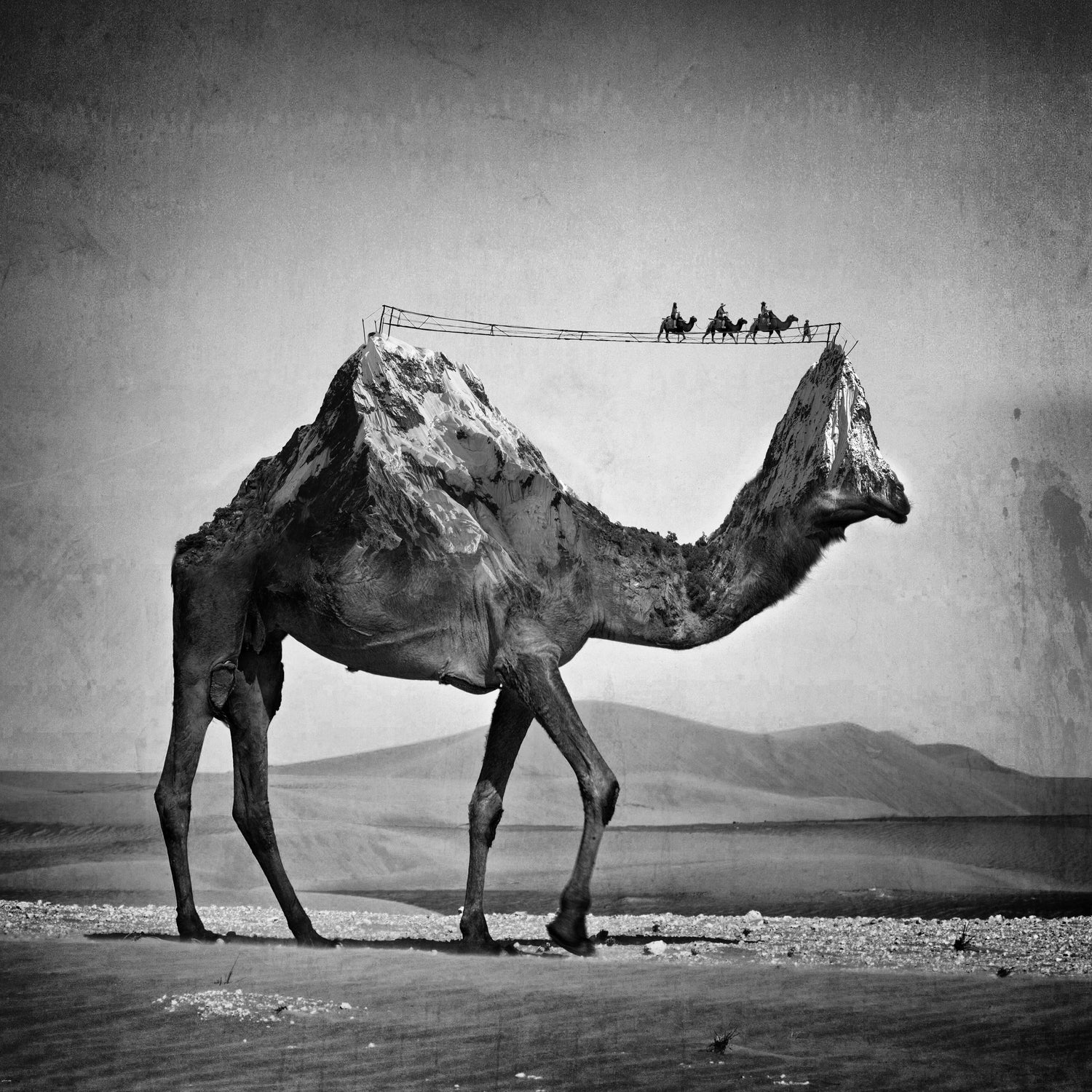 Camel Back by Sarah DeRemer on GIANT ART - gray photo manipulation