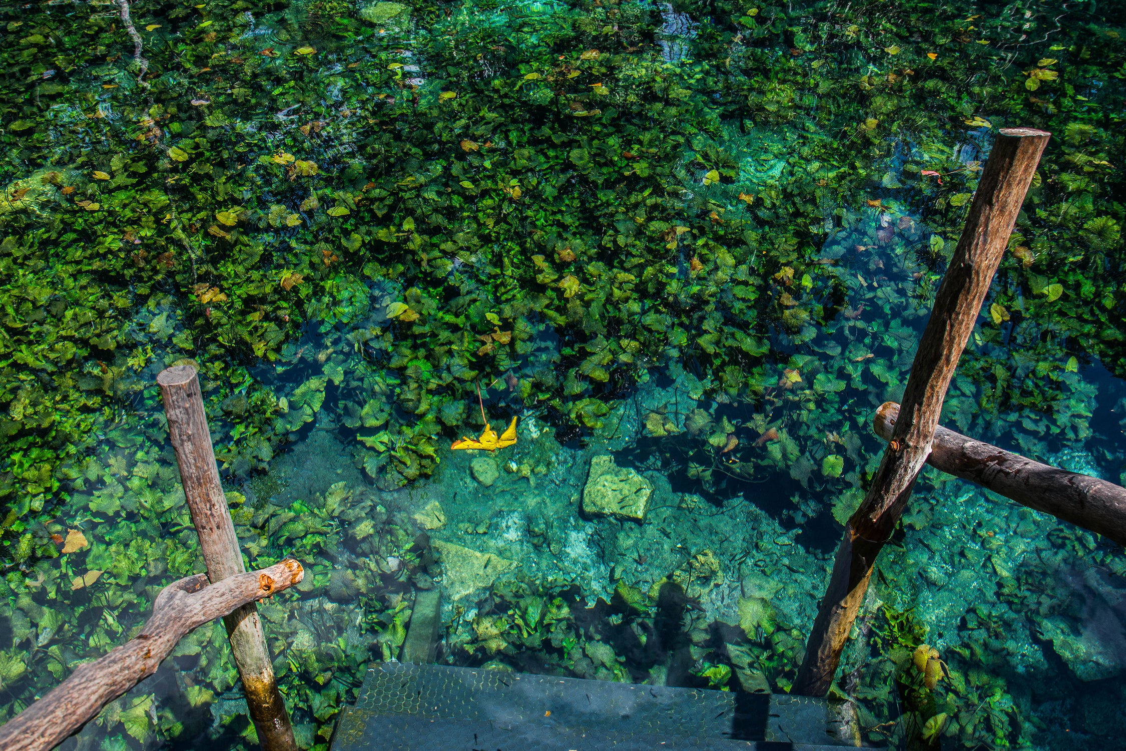 Cenote, Quintana Roo. Mexico by Maricela Castellanos on GIANT ART - green photo illustration