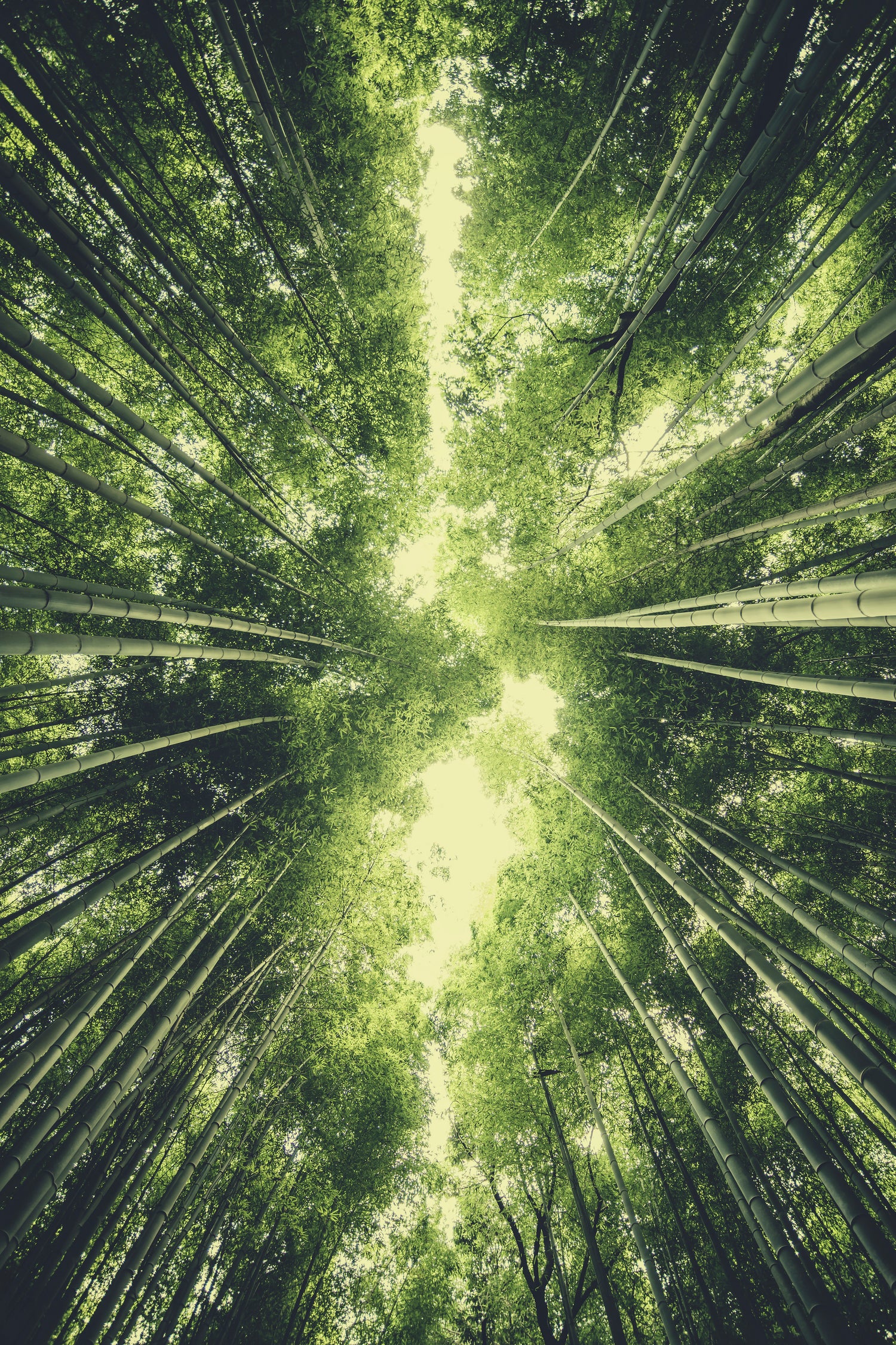 Bamboo Forest II by Pascal Deckarm on GIANT ART - green photo manipulation