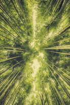 Bamboo Forest III by Pascal Deckarm on GIANT ART - green photo manipulation