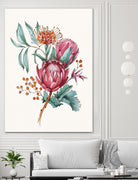 King protea flowers watercolor illustration by Two Lips on GIANT ART - pink digital drawing