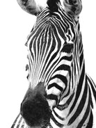 Black and White Zebra by Alessandra Minervini on GIANT ART - black digital painting