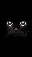 The Black Cat by Mikhail Zhirnov on GIANT ART - black photo illustration