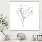 Magnolia Flower Print #4 by Parinta Sofia Stefanopoulou on GIANT ART - white digital drawing