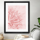 Dandelion In Pink by IOANNA PAPANIKOLAOU on GIANT ART - pink photo illustration