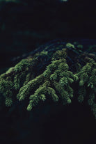 Fir tree by Mikhail Zhirnov on GIANT ART - green photo illustration