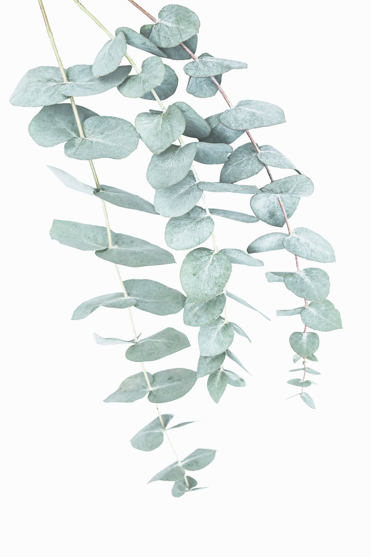 Eucalyptus II by Kathrin Pienaar on GIANT ART - green photo manipulation