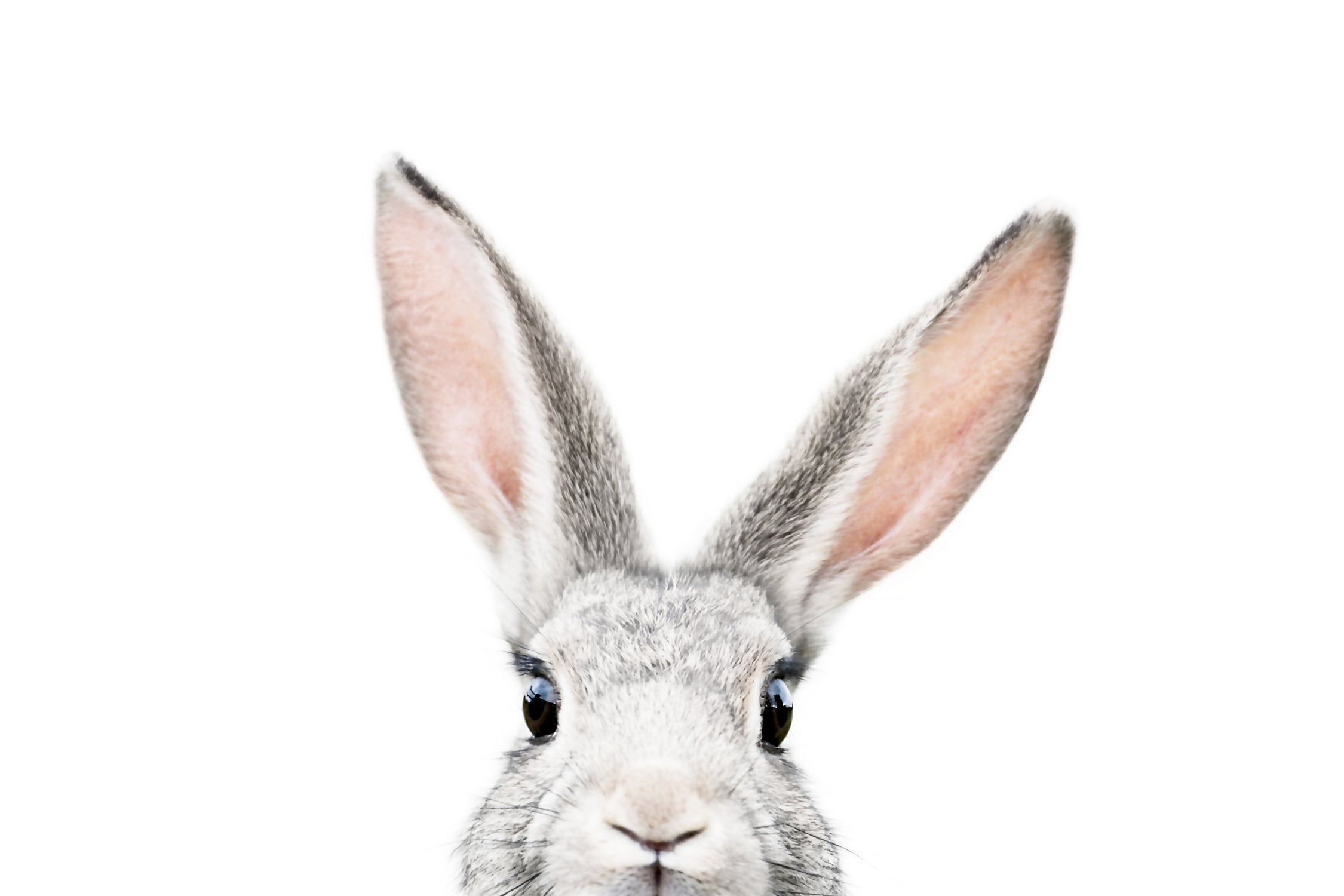 Bunny by Kathrin Pienaar on GIANT ART - gray photo manipulation