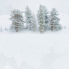 Pines by Antonio Zimbone on GIANT ART - white photo illustration