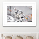 Snow leopard by Sarah Arthur on GIANT ART - gray photo illustration