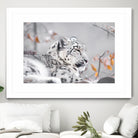 Snow leopard by Sarah Arthur on GIANT ART - gray photo illustration