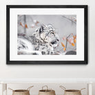 Snow leopard by Sarah Arthur on GIANT ART - gray photo illustration