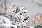 Snow leopard by Sarah Arthur on GIANT ART - gray photo illustration