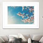 Spring Cherry Sakura White Flowers,Toning by Anna Matveeva on GIANT ART - blue photo illustration