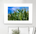 Corn Field Blue Sky Close-up by Anna Matveeva on GIANT ART - green photo illustration