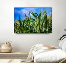 Corn Field Blue Sky Close-up by Anna Matveeva on GIANT ART - green photo illustration