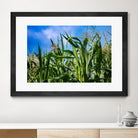 Corn Field Blue Sky Close-up by Anna Matveeva on GIANT ART - green photo illustration