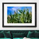 Corn Field Blue Sky Close-up by Anna Matveeva on GIANT ART - green photo illustration