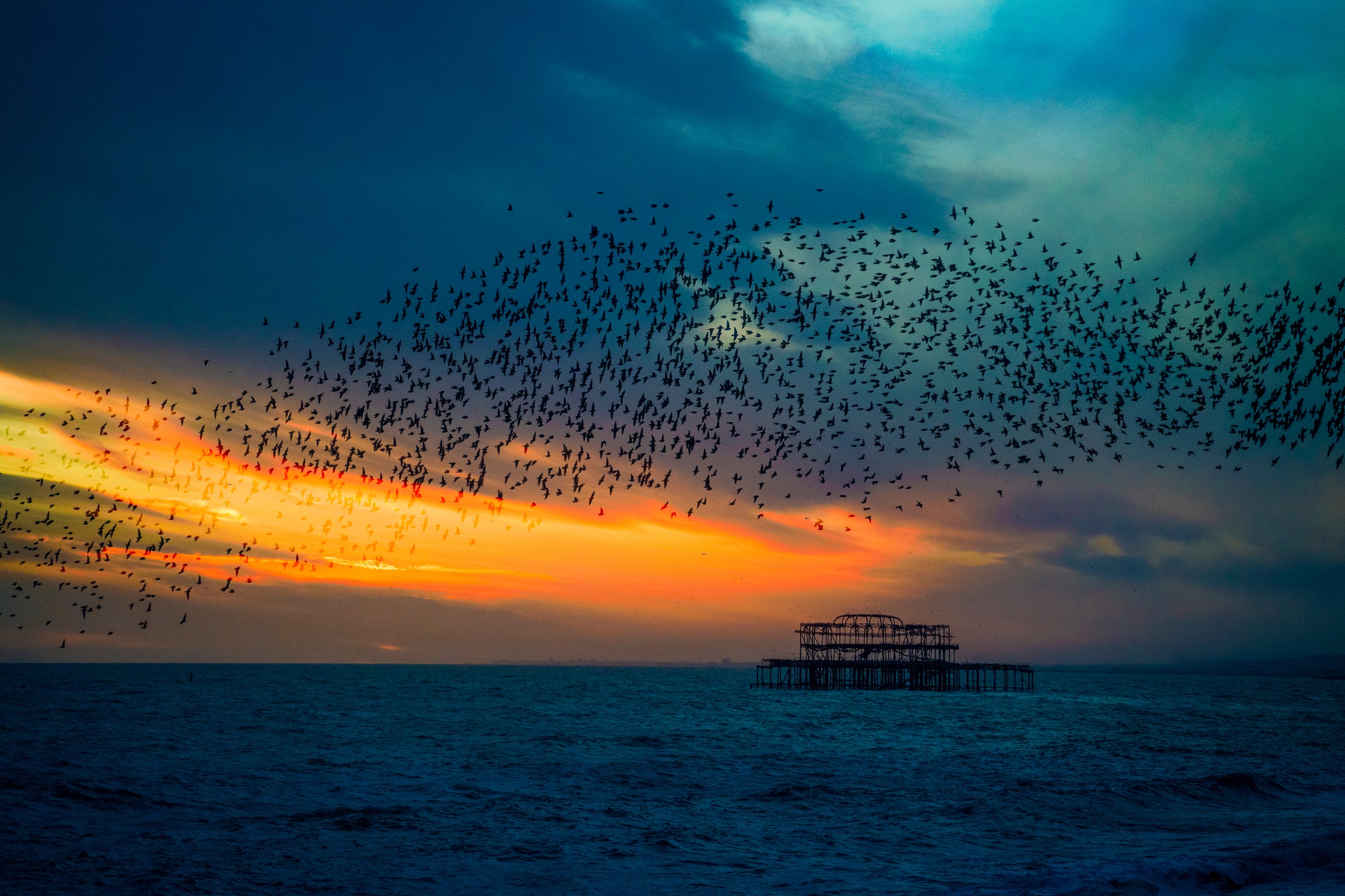 Starling Sunset by Chris Lord on GIANT ART - blue photo illustration