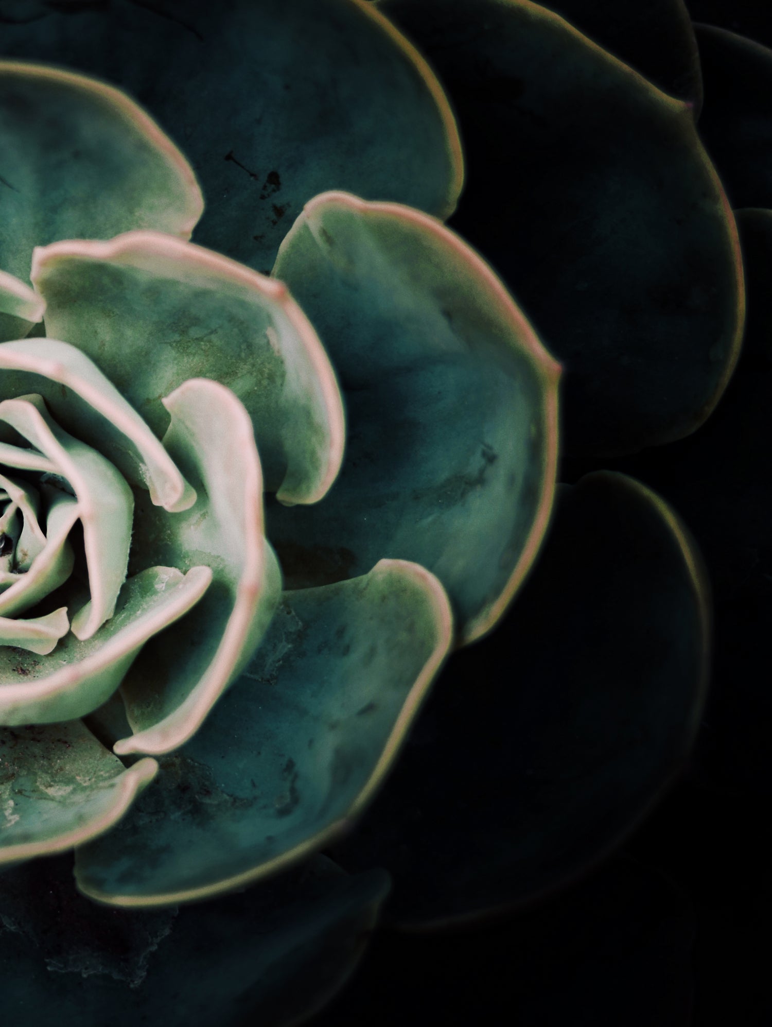 DARKSIDE OF SUCCULENTS IV-2 by Pia Schneider on GIANT ART - black photo manipulation