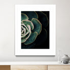 DARKSIDE OF SUCCULENTS IV-2 by Pia Schneider on GIANT ART - black photo manipulation