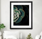 DARKSIDE OF SUCCULENTS IV-2 by Pia Schneider on GIANT ART - black photo manipulation