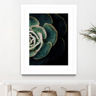 DARKSIDE OF SUCCULENTS IV-2 by Pia Schneider on GIANT ART - black photo manipulation