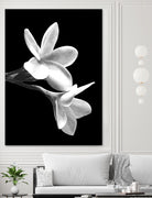 White Flowers Black Background by Alessandra Minervini on GIANT ART - black digital painting