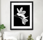 White Flowers Black Background by Alessandra Minervini on GIANT ART - black digital painting