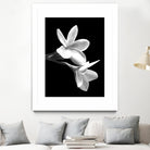 White Flowers Black Background by Alessandra Minervini on GIANT ART - black digital painting