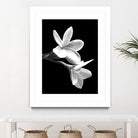 White Flowers Black Background by Alessandra Minervini on GIANT ART - black digital painting