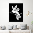 White Flowers Black Background by Alessandra Minervini on GIANT ART - black digital painting