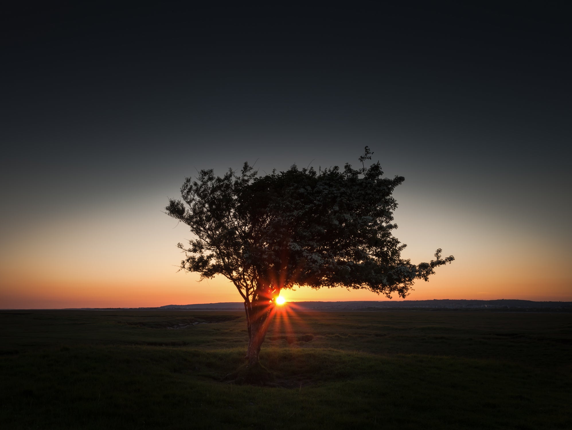 Windswept tree at Penclawdd, Gower by Leighton Collins on GIANT ART - orange photo illustration