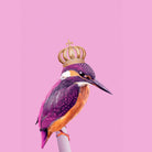 QUEENFISHER by Jonas Loose on GIANT ART - pink photo manipulation