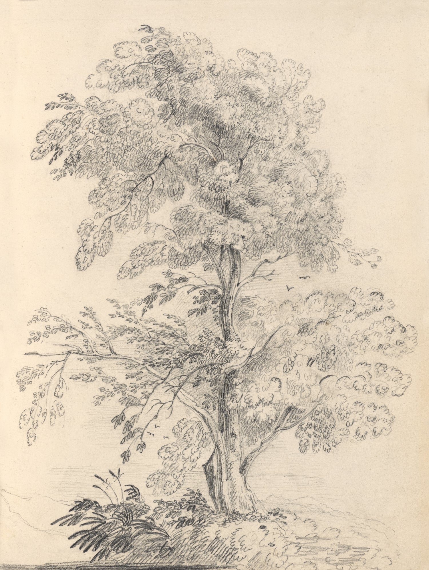 Tree Sketch by Wild Apple Portfolio on GIANT ART - abstract