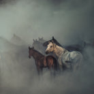 The lost horses by Huseyin on GIANT ART - animals horse