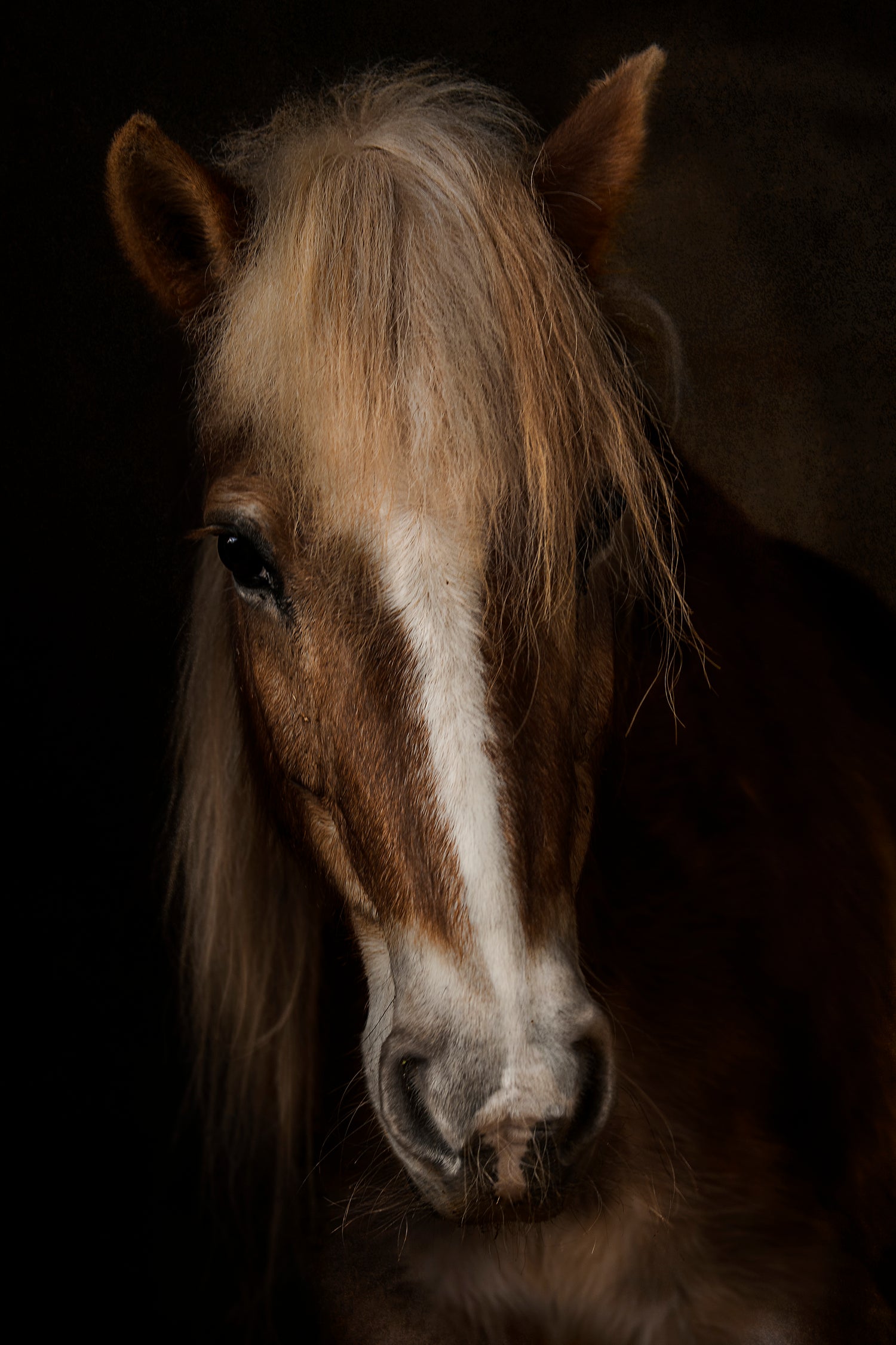 Sapience by Martine on GIANT ART - animals haflinger